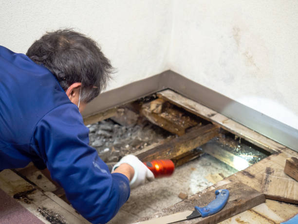 Professional Mold Removal in Coventry Lake, CT