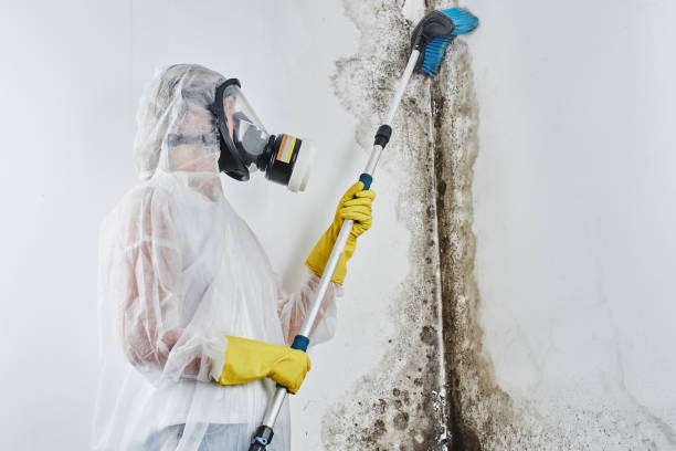 Best Emergency Mold Removal  in Coventry Lake, CT