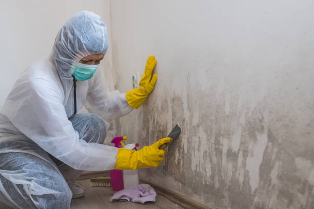 Best Mold Damage Repair  in Coventry Lake, CT
