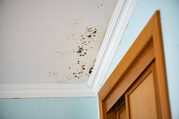 Mold Removal and Inspection in Coventry Lake, CT
