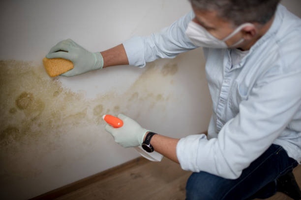 Best Professional Mold Removal  in Coventry Lake, CT