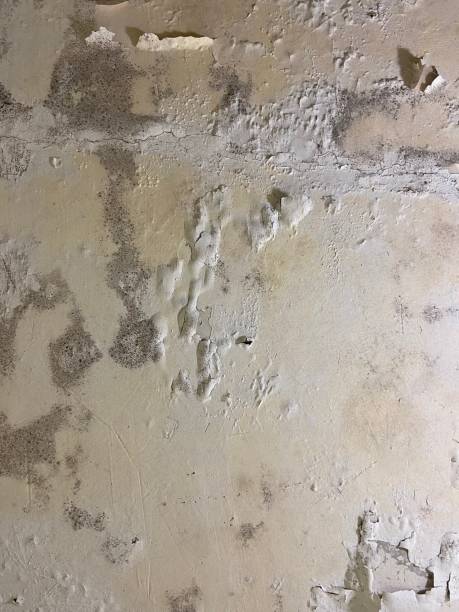 Best Professional Mold Removal  in Coventry Lake, CT