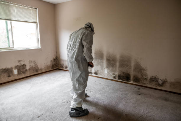 Best Certified Mold Removal  in Coventry Lake, CT