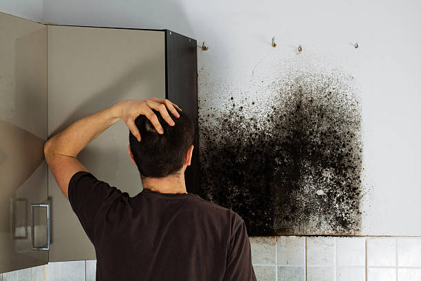 Best Mold Removal and Inspection  in Coventry Lake, CT