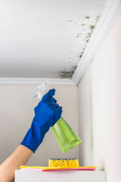 Home Mold Removal in Coventry Lake, CT