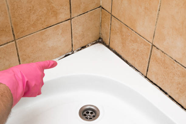 Best Toxic Mold Removal  in Coventry Lake, CT