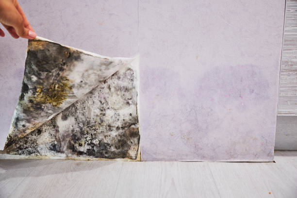 Best Water Damage Restoration  in Coventry Lake, CT